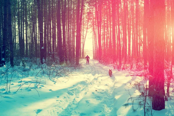 滑雪者带着一条狗走在白雪皑皑的松树林中 — 图库照片