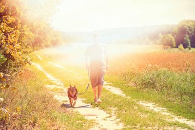 Bir adam ile bir köpek tasmalı yulaf alan boyunca toprak yol boyunca yaz aylarında girer. Filtre ışık efekti