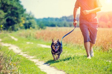 Bir adam ile bir köpek tasmalı yulaf alan boyunca yol boyunca yaz aylarında çalışır