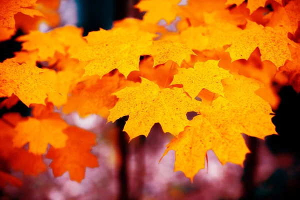 Ahornzweig Mit Roten Blättern Herbst Bei Sonnenuntergang Violett Orange Farbverlauf — Stockfoto