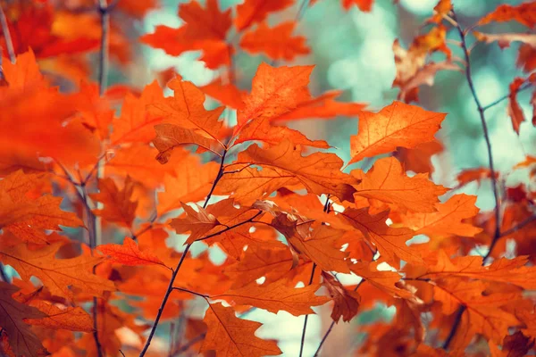 Gałąź Dębowa Czerwonych Liści Lesie Jesienią — Zdjęcie stockowe