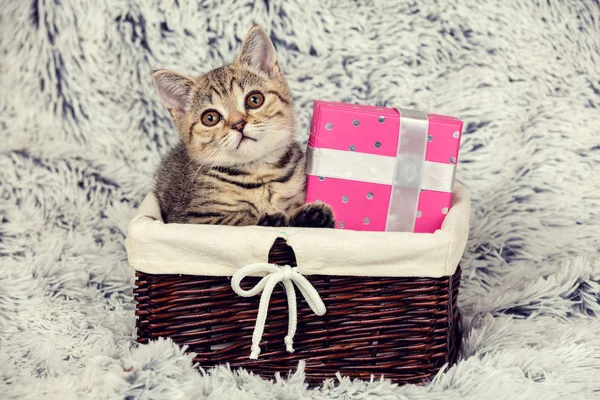 可爱的小猫正坐在一个装有礼物盒毛茸茸的毯子上的篮子 — 图库照片