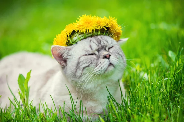 猫的肖像 坐在草地上 与蒲公英加冕花环 — 图库照片