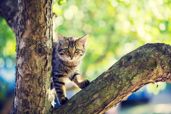 Mignon Petit Chaton Assis Sur Une Branche Arbre Dans Jardin — Photo