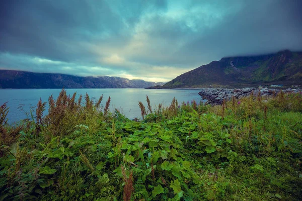 Fjord Bij Zonsondergang Regenachtige Dag Rotsachtige Strand Avond Bloemen Kust — Stockfoto