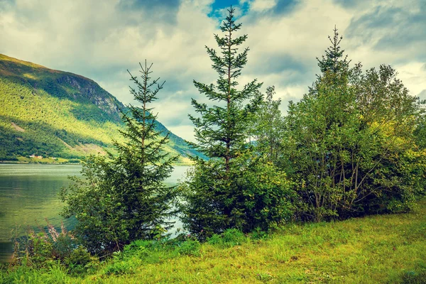 Firs Margem Lago Montanha — Fotografia de Stock