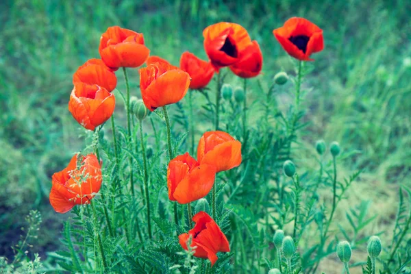 春天在田野里绽放的红色罂粟 — 图库照片