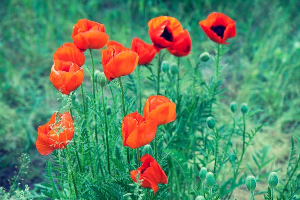 Poppies Vermelhos Florescentes Campo Primavera — Fotografia de Stock