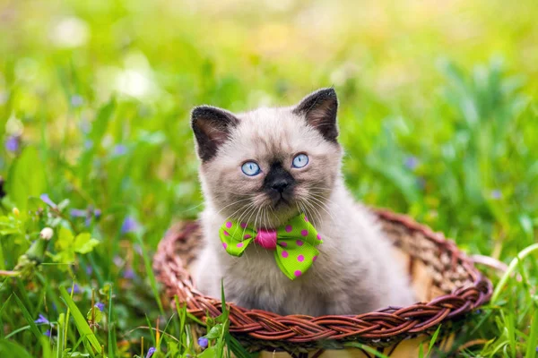 Kleine Kitten Dragen Strikje Liggend Een Mand Het Gras — Stockfoto