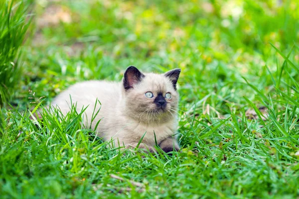 Pequeno Gatinho Deitado Grama — Fotografia de Stock