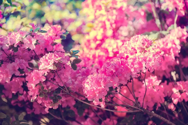 Rododendro Flores Arbusto Jardim Dia Ensolarado — Fotografia de Stock