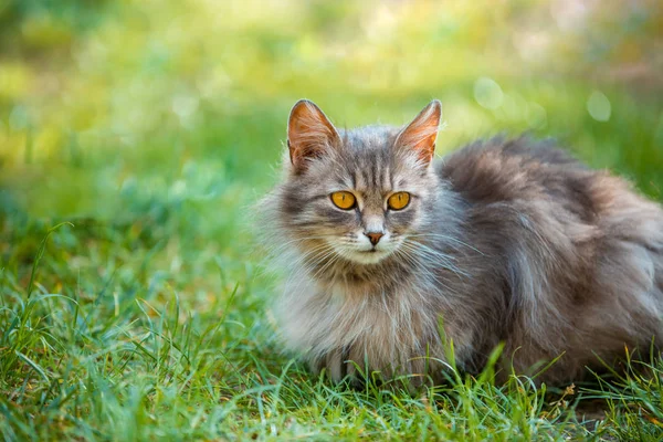 Siberian Cat Relaxing Outdoor Grass — Stock Photo, Image