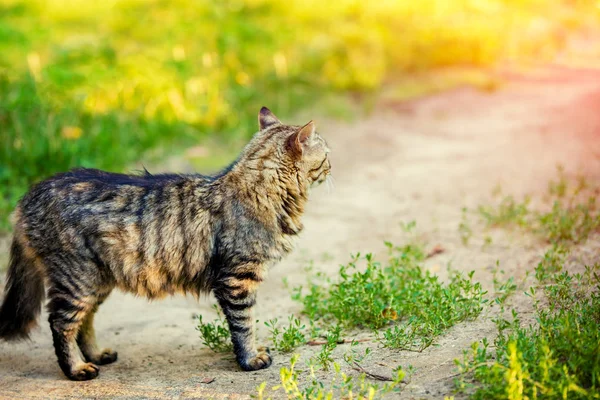 Gato Siberiano Está Parado Camino Tierra Campo — Foto de Stock