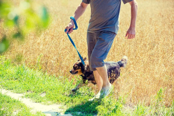 夏には燕麦の畑を通るひもにつないで犬を持つ男 — ストック写真