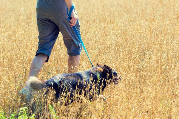 Мужчина Собакой Поводке Гуляющий Овсяному Полю Летом — стоковое фото