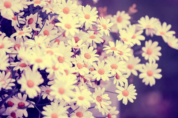 Kamillenblüten Garten — Stockfoto