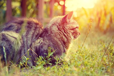 Günbatımında bir çim üzerinde açık rahatlatıcı kedi