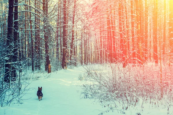 Собака Біжить Сосновому Зимовому Засніженому Лісі Заході Сонця — стокове фото