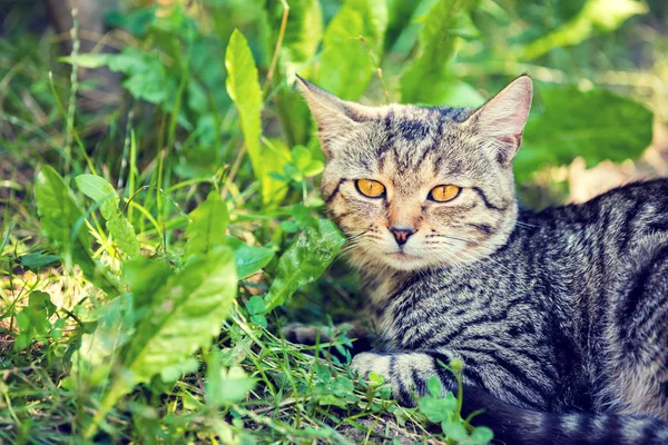 Gato Pone Hierba Verano Jardín — Foto de Stock