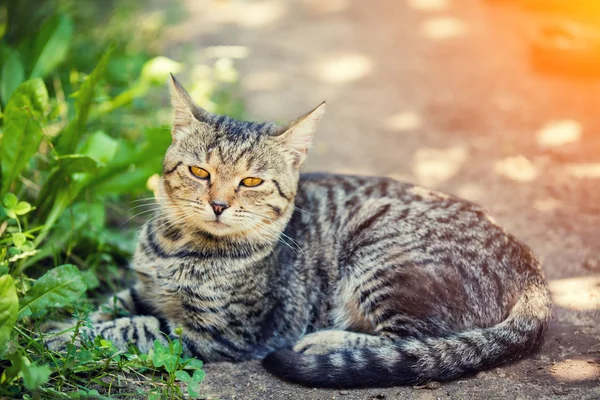 Cat Lays Outdoors Summer — Stock Photo, Image