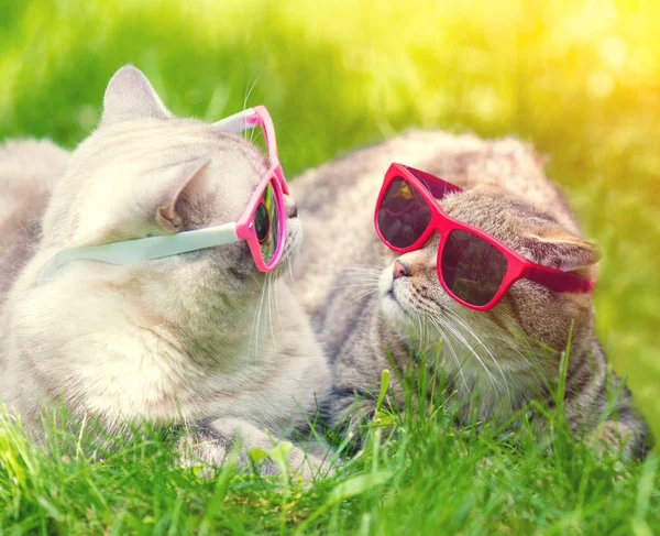 Dos Gatos Con Gafas Sol Tumbados Hierba Día Soleado Mirándose —  Fotos de Stock