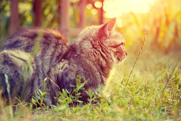 Katze Entspannt Sich Freien Auf Einer Wiese Bei Sonnenuntergang — Stockfoto