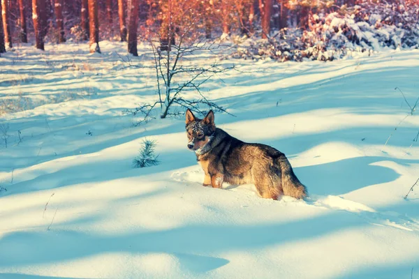 Een Hond Loopt Diepe Sneeuw Het Bos — Stockfoto