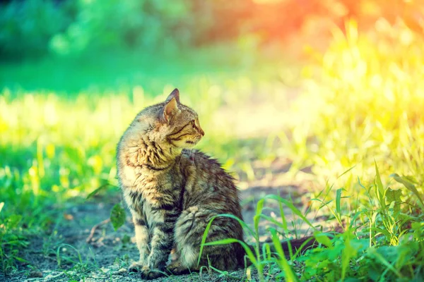 Auto Entspannen Sommer Gras — Stockfoto