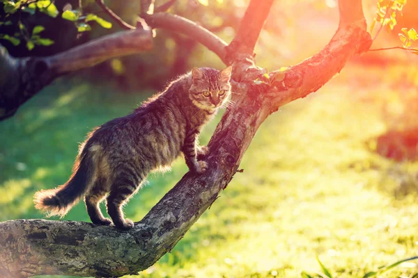 Cute Cat Sitting Branch Tree Garden — Stock Photo, Image
