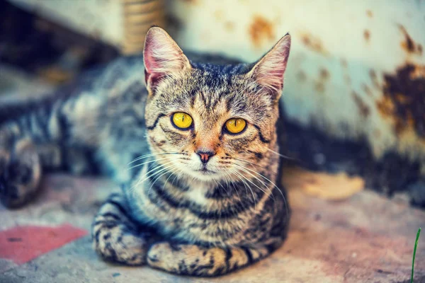 현장에서 야외에서 거짓말 고양이의 초상화 — 스톡 사진