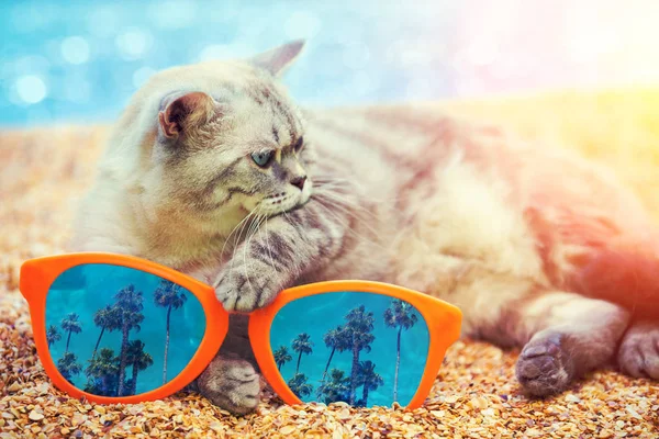 Cat Big Sunglasses Reflection California Palm Trees Relaxing Beach — Stock Photo, Image