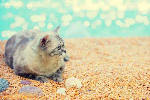 Прекрасный Сиамский Кот Лежит Пляже — стоковое фото