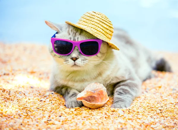 Kočka Sobě Sluneční Brýle Pokrývku Relaxační Pláži — Stock fotografie