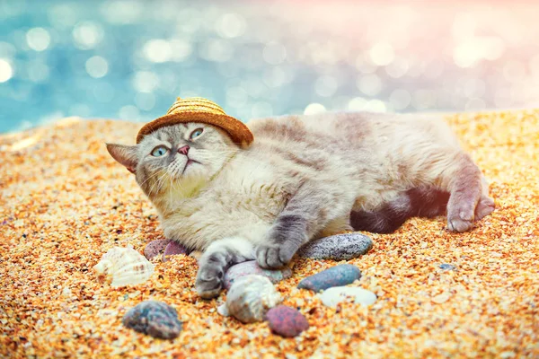 Gato Con Sombrero Sol Relajante Playa —  Fotos de Stock