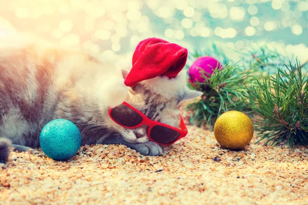 Cat Wearing Sunglasses Santa Hat Sitting Beach Fir Tree Christmas — Stock Photo, Image
