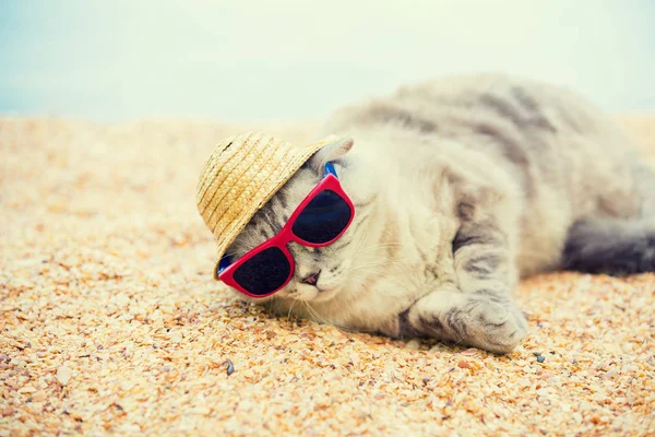 Cat Wearing Sunglasses Sun Hat Relaxing Beach — Stock Photo, Image