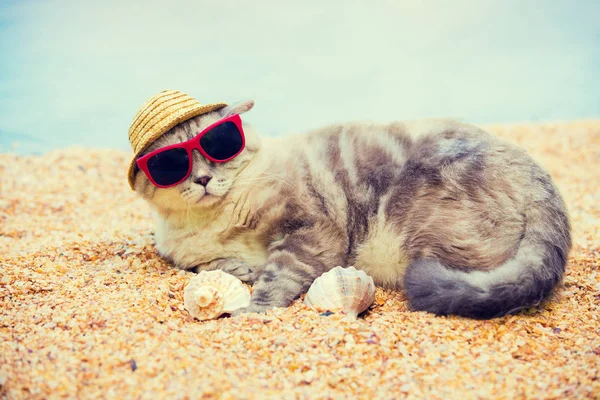 猫の身に着けているサングラスと帽子は ビーチでリラックスした日 — ストック写真