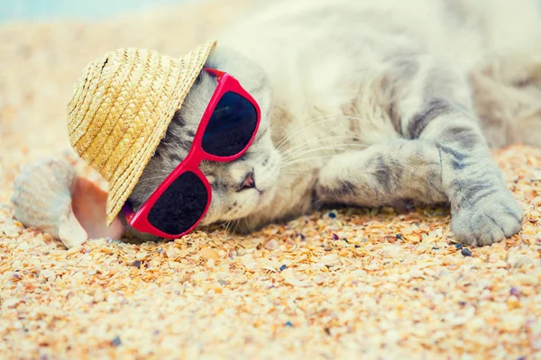 Gato Con Gafas Sol Sombrero Sol Relajante Playa —  Fotos de Stock