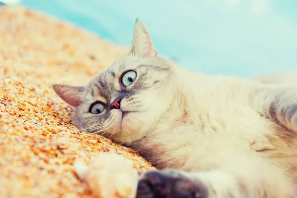 Siamese Gato Descansando Praia — Fotografia de Stock