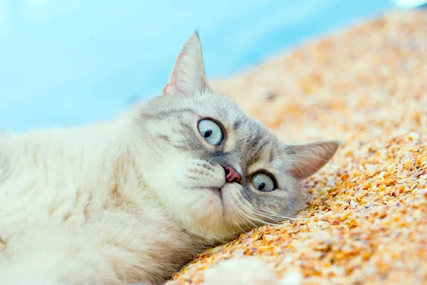 Siamese Gato Descansando Praia — Fotografia de Stock