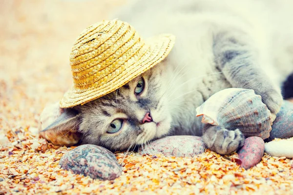 Gato Sombrero Paja Está Descansando Playa —  Fotos de Stock