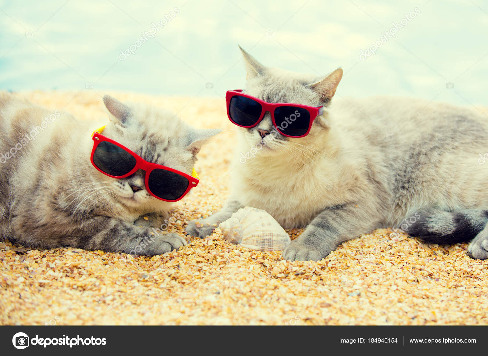 Deux Chats Portant Des Lunettes Soleil Relaxant Sur Plage Photographie Vvvita C Deux Chats Portant Des Lunettes Soleil Relaxant Sur Plage Photographie Vvvita C