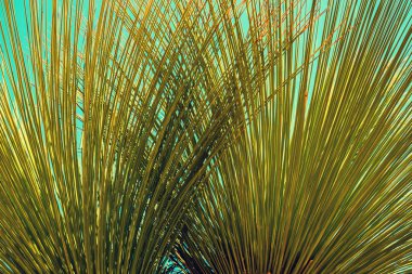 Tropik palmiye yaprakları arka plan