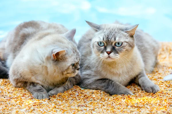 Dos Gatos Relajándose Playa — Foto de Stock