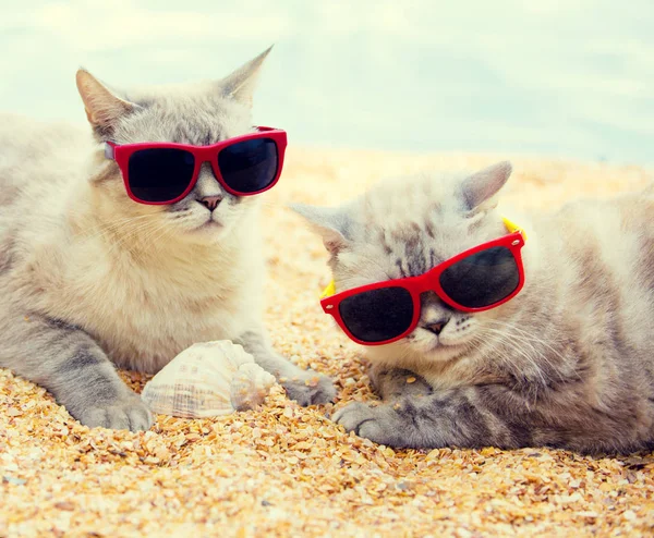 Dos Gatos Con Gafas Sol Relajándose Playa —  Fotos de Stock