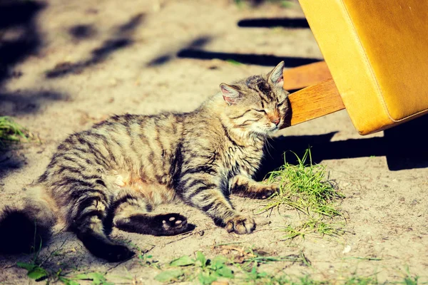 Bir Bahçede Açık Rahatlatıcı Sandalye Karşı Sürtünme Kedi — Stok fotoğraf