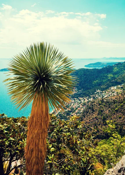 Palme Gegen Schöne Aussicht Vom Berg Cote Azur Frankreich Europa — Stockfoto