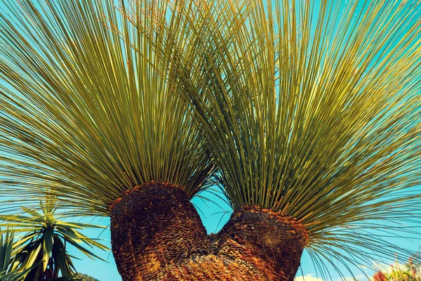 Trópusi Pálma Levelek Kék Háttér — Stock Fotó