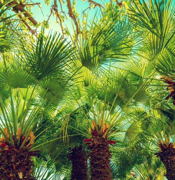 Chamaerops Humilis Pálmafák Sora Trópusi Táj — Stock Fotó