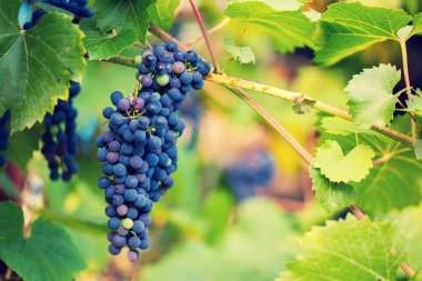 Yeşil ile mavi üzüm asma güneşli bir günde bırakır.